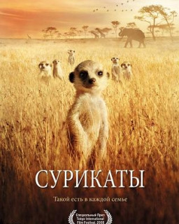 Сурикаты / The Meerkats