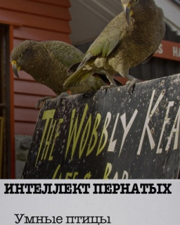 Интеллект пернатых. Умные птицы Южных островов / Beak and Brain: Genius Birds From Down Under