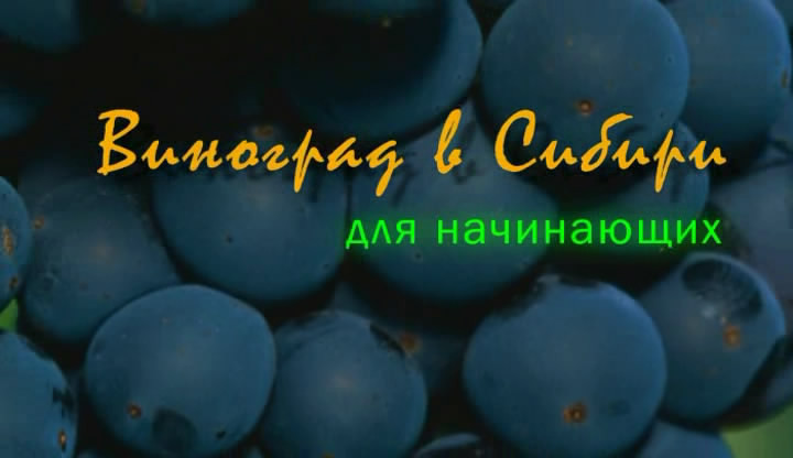 Постер Виноград в Сибири для начинающих (Иванцов Д.В.) [2008 г., научно-популярный, DVDRip]