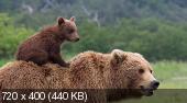 Скриншот 2 Медведи / DisneyNature: Bears