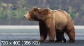 Скриншот 4 Медведи / DisneyNature: Bears