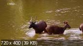 Скриншот 4 National Geographic: Дикая природа Таиланда / Wild Thailand