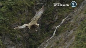 Скриншот 1 Интеллект пернатых. Умные птицы Южных островов / Beak and Brain: Genius Birds From Down Under