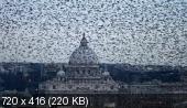 Скриншот 4 BBC: Живой мир. Суперстая / BBC: The Natural World. Superswarms